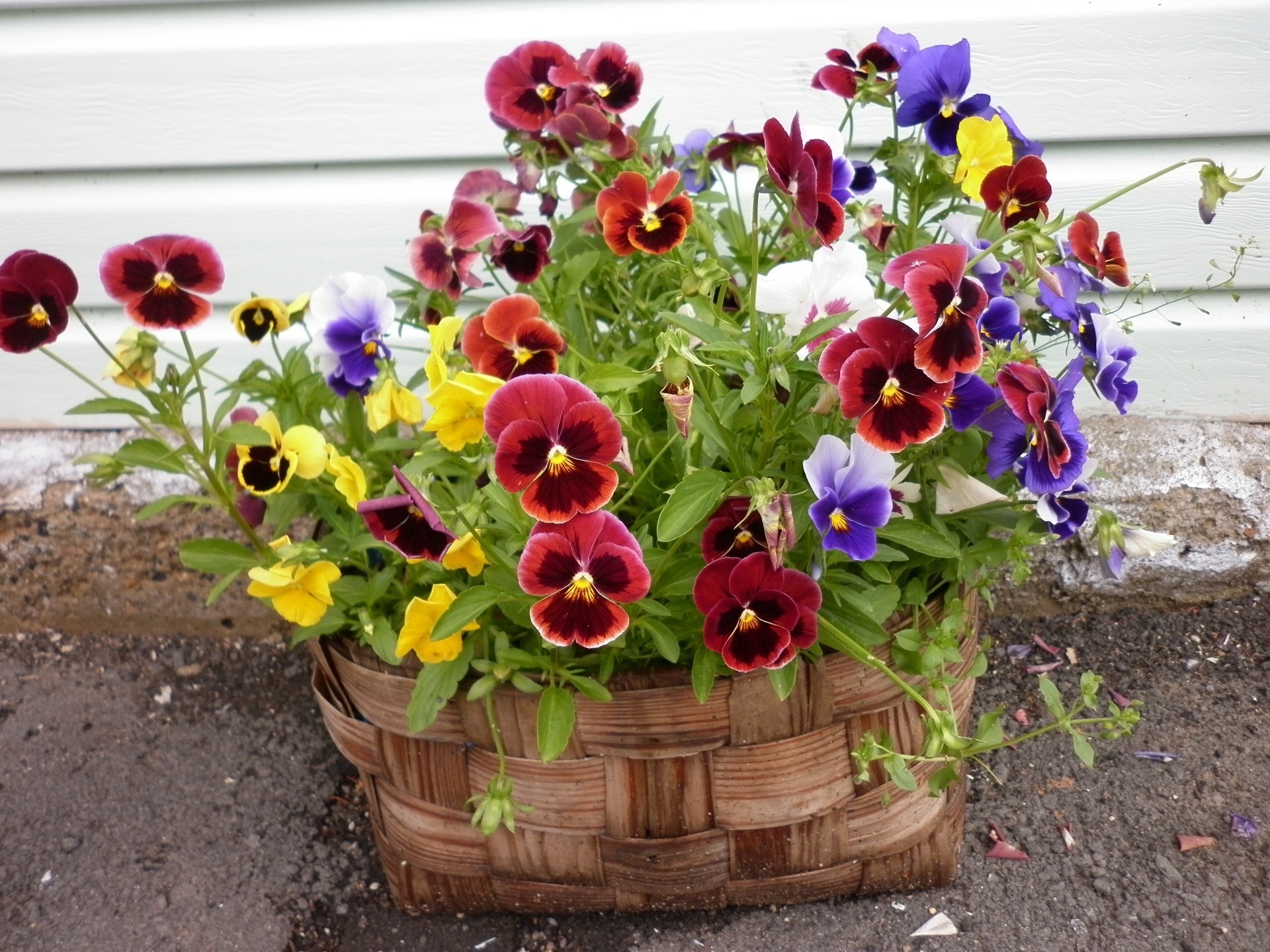 a bouquet of flowers flower garden flora nature pot summer leaf bouquet floral color blooming flowerpot decoration bright growth vase season basket arrangement