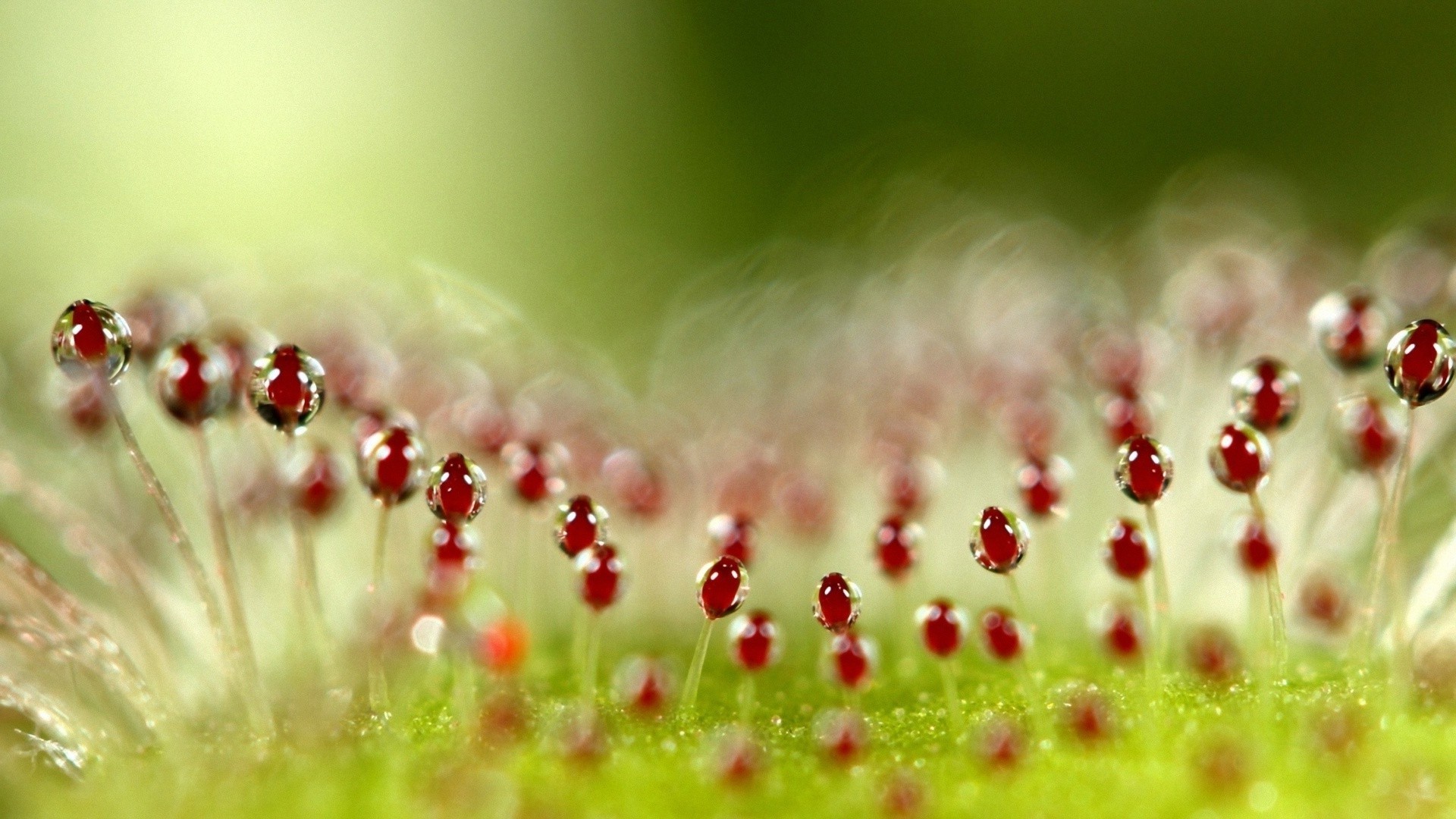 droplets and water nature flower summer dew rain bright grass garden flora dof leaf color drop