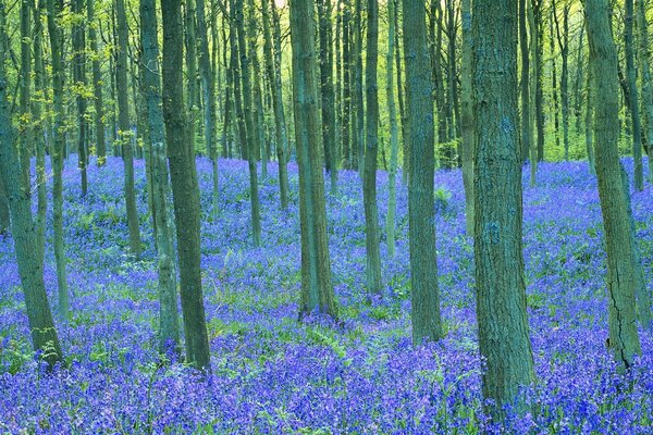 Picturesque natural landscape, forest