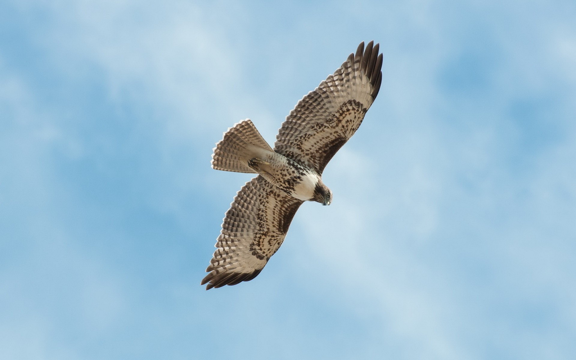 animals raptor bird falcon wildlife prey eagle nature hawk animal flight owl wild falconry outdoors avian