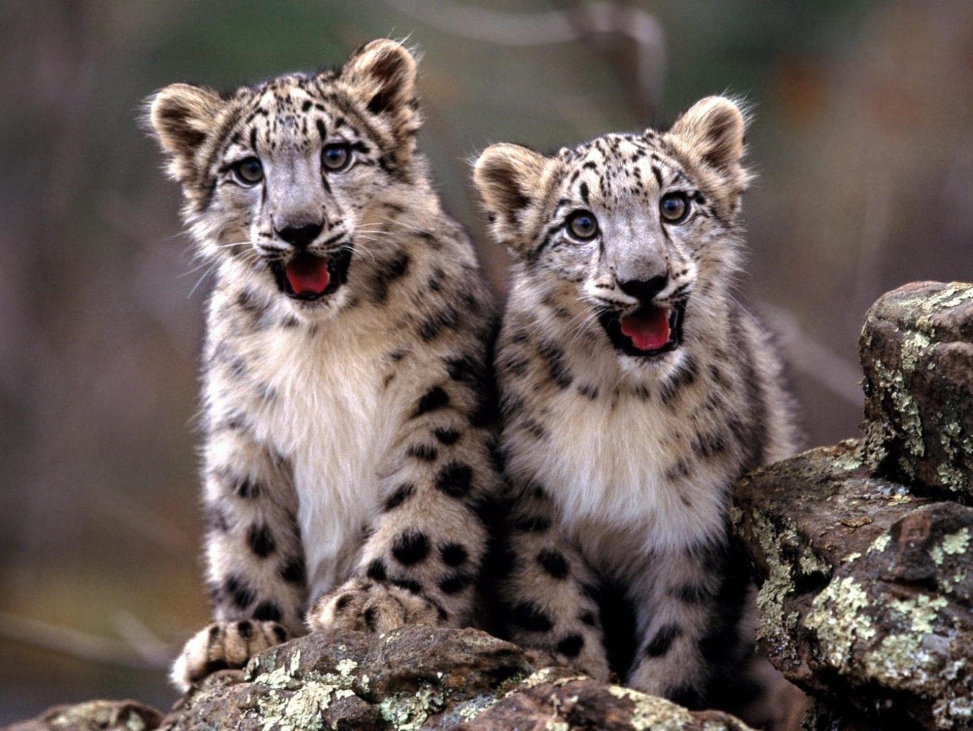 cheetahs wildlife mammal nature cat wild predator animal zoo carnivore outdoors fur