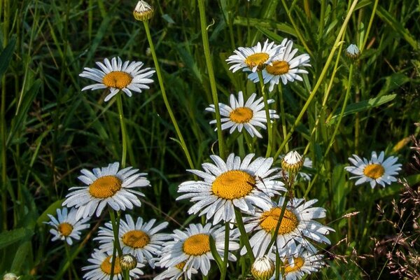 Daisies in the field and green grass
