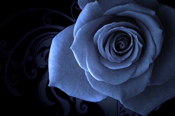 Fragrant rose in gray tones