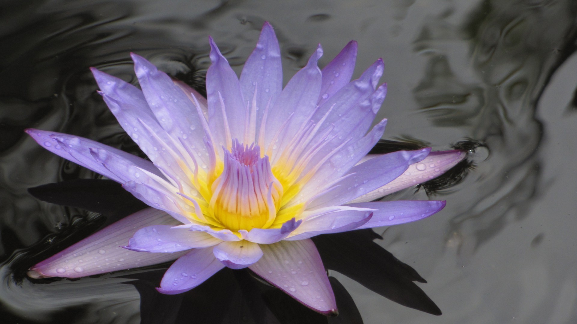 flowers in water lotus flower pool nature flora blooming aquatic leaf beautiful lily garden petal swimming exotic summer waterlily zen tropical color floral