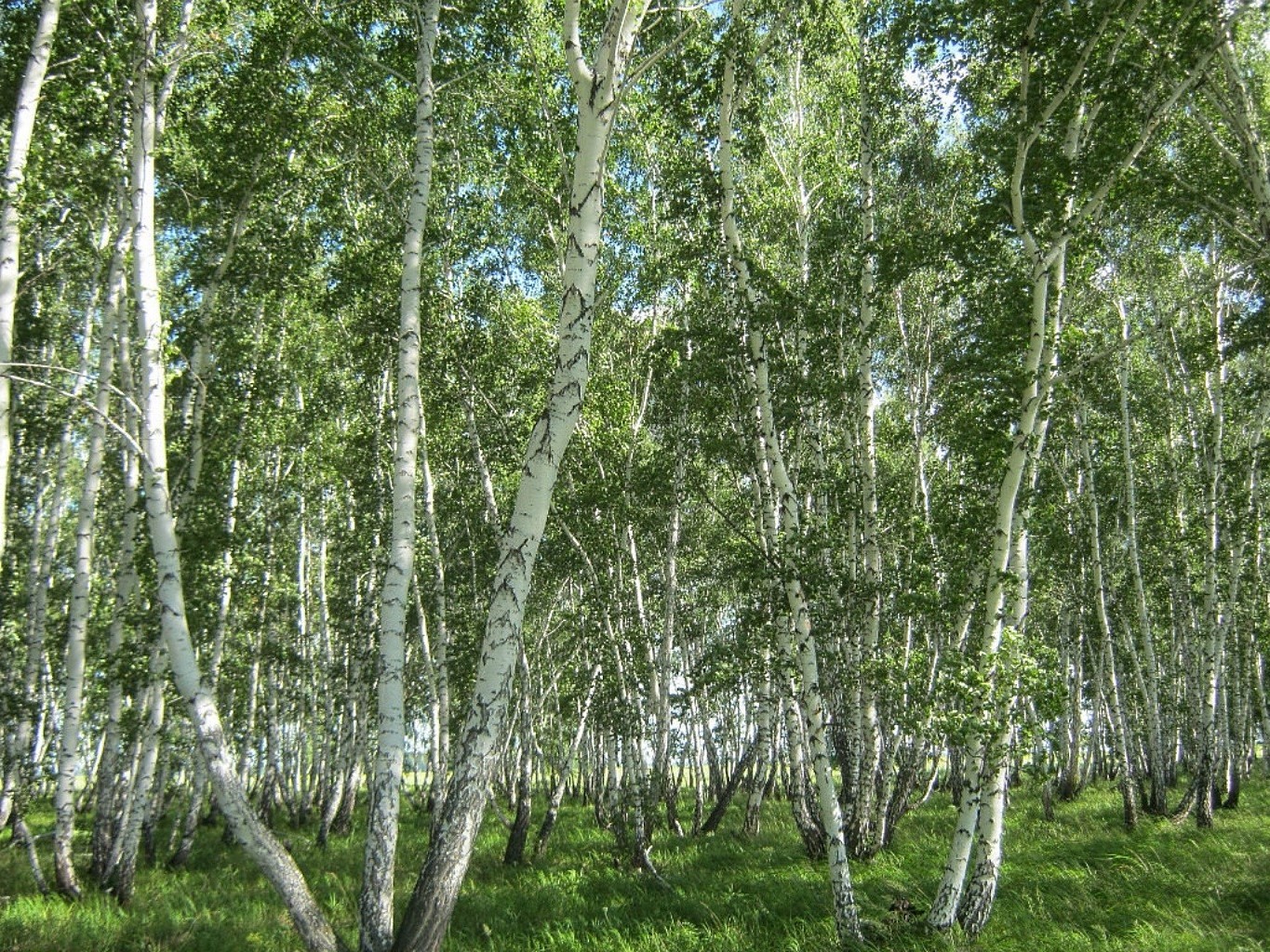 summer landscape wood birch nature leaf tree branch environment flora park lush fair weather country season scene trunk rural grove bark
