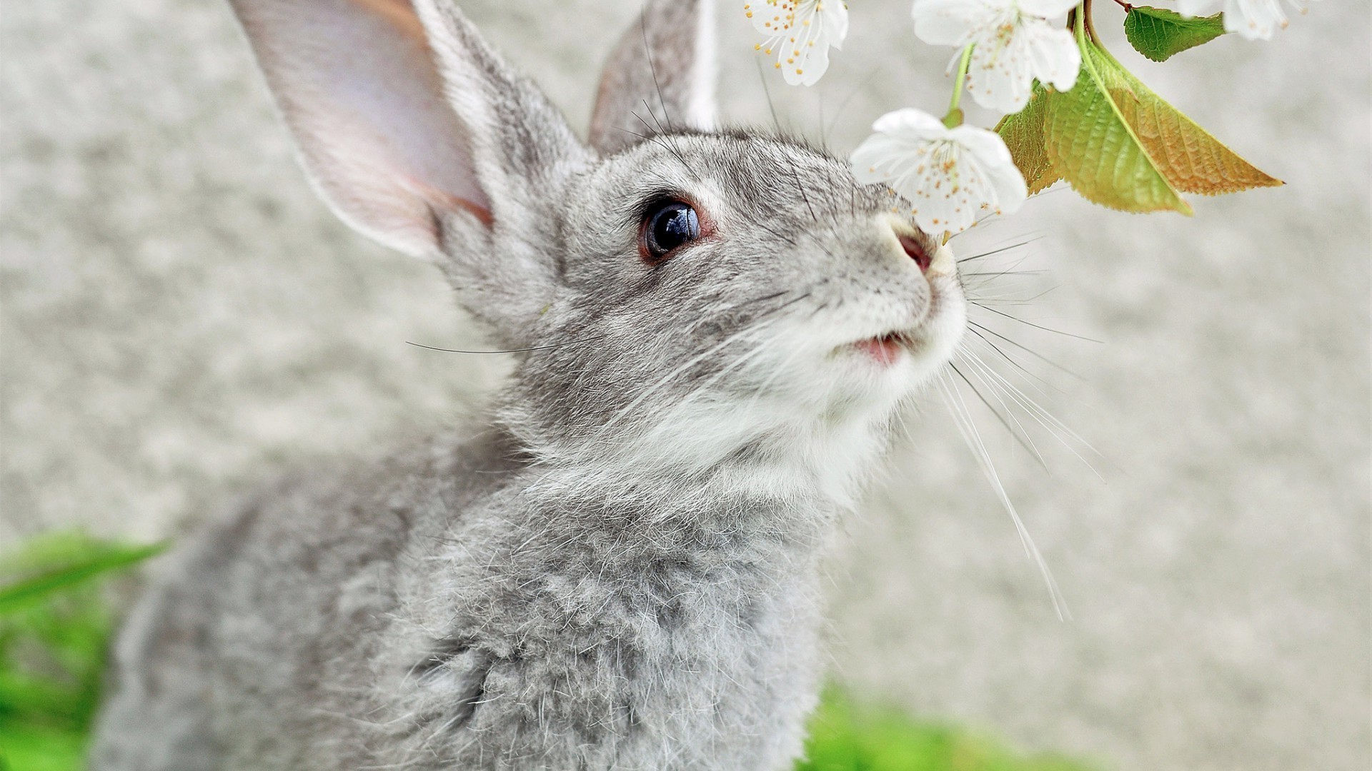 animals animal nature cute fur little downy grass young rabbit mammal wildlife wild outdoors