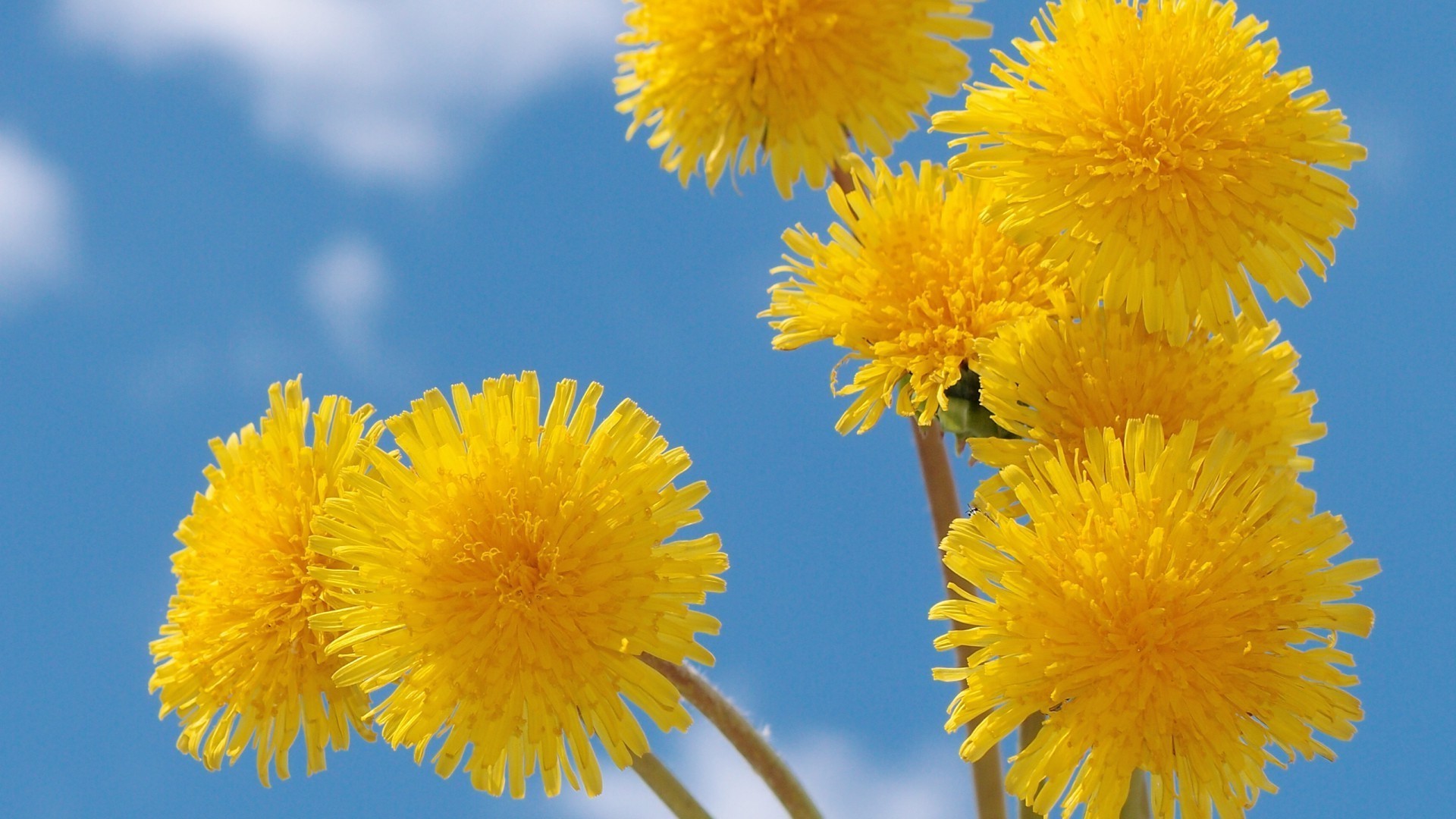 flowers dandelion flower summer nature flora bright outdoors