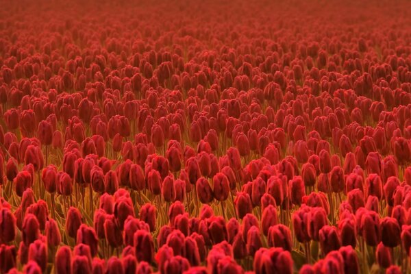 A large field with red tulips