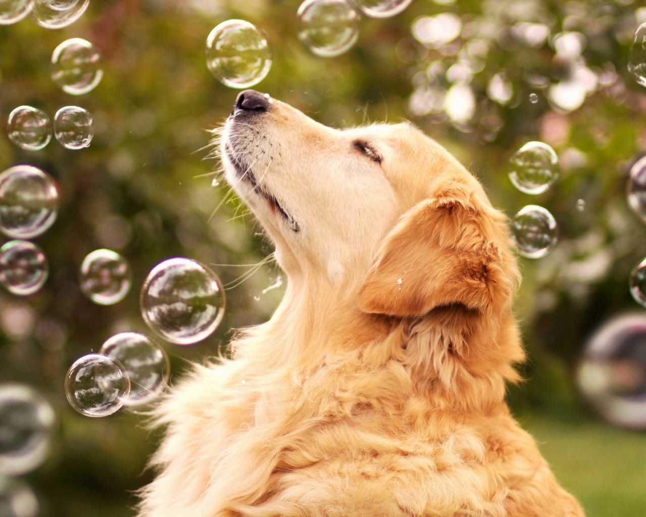 dogs dog animal pet cute portrait nature fur canine mammal puppy retriever grass little adorable domestic golden retriever young breed looking funny