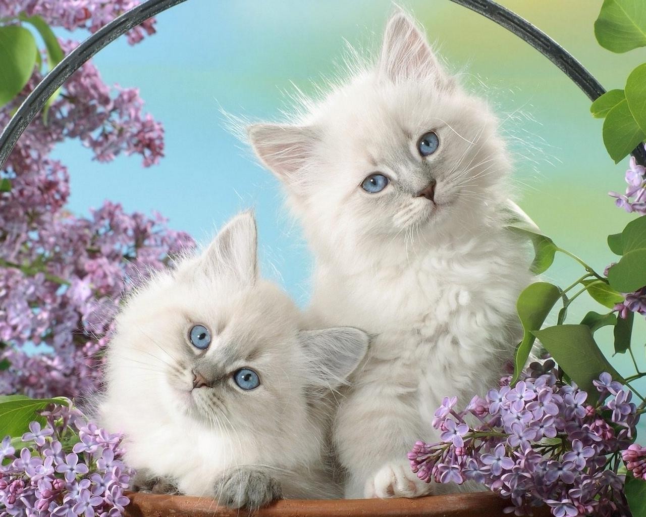 cats cat domestic kitten cute pet animal portrait eye little fur adorable downy furry tabby young whisker hair baby sit looking