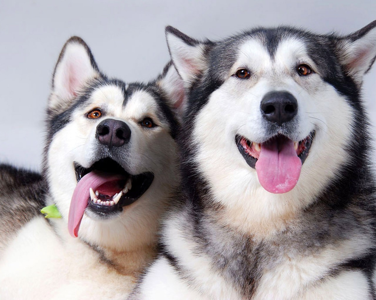 dogs dog canine mammal pet breed purebred eskimo dog sledge wolf tongue puppy pedigree siberian portrait cute domestic animal obedience friendship fur