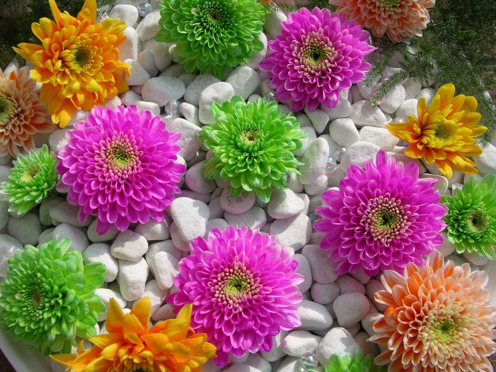 flowers flower flora nature floral garden petal blooming leaf bouquet summer color decoration bright beautiful botanical freshness gerbera vibrant chrysanthemum