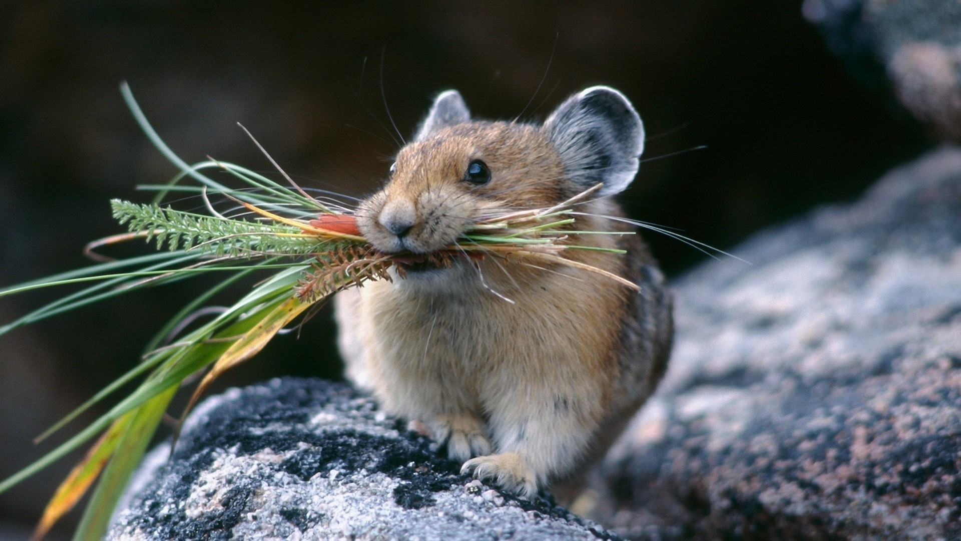 animals nature rodent wildlife animal outdoors mammal little wild cute