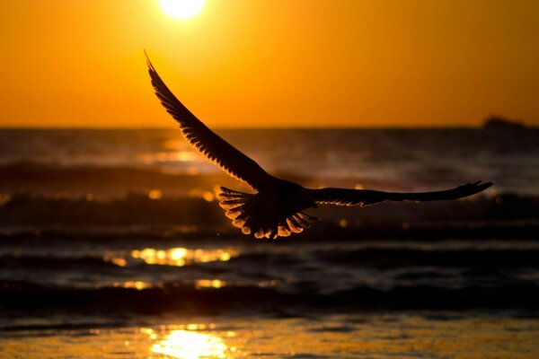 Seagull at sunset looking for food in the ocean