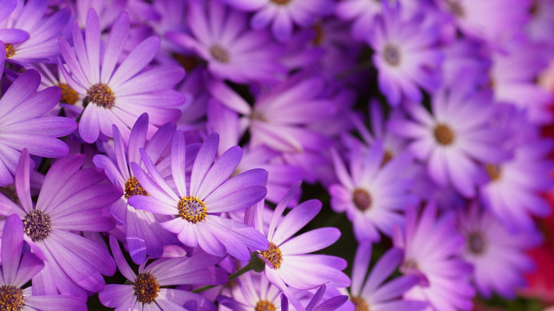 flowers flower nature floral flora petal blooming garden summer color bright leaf close-up