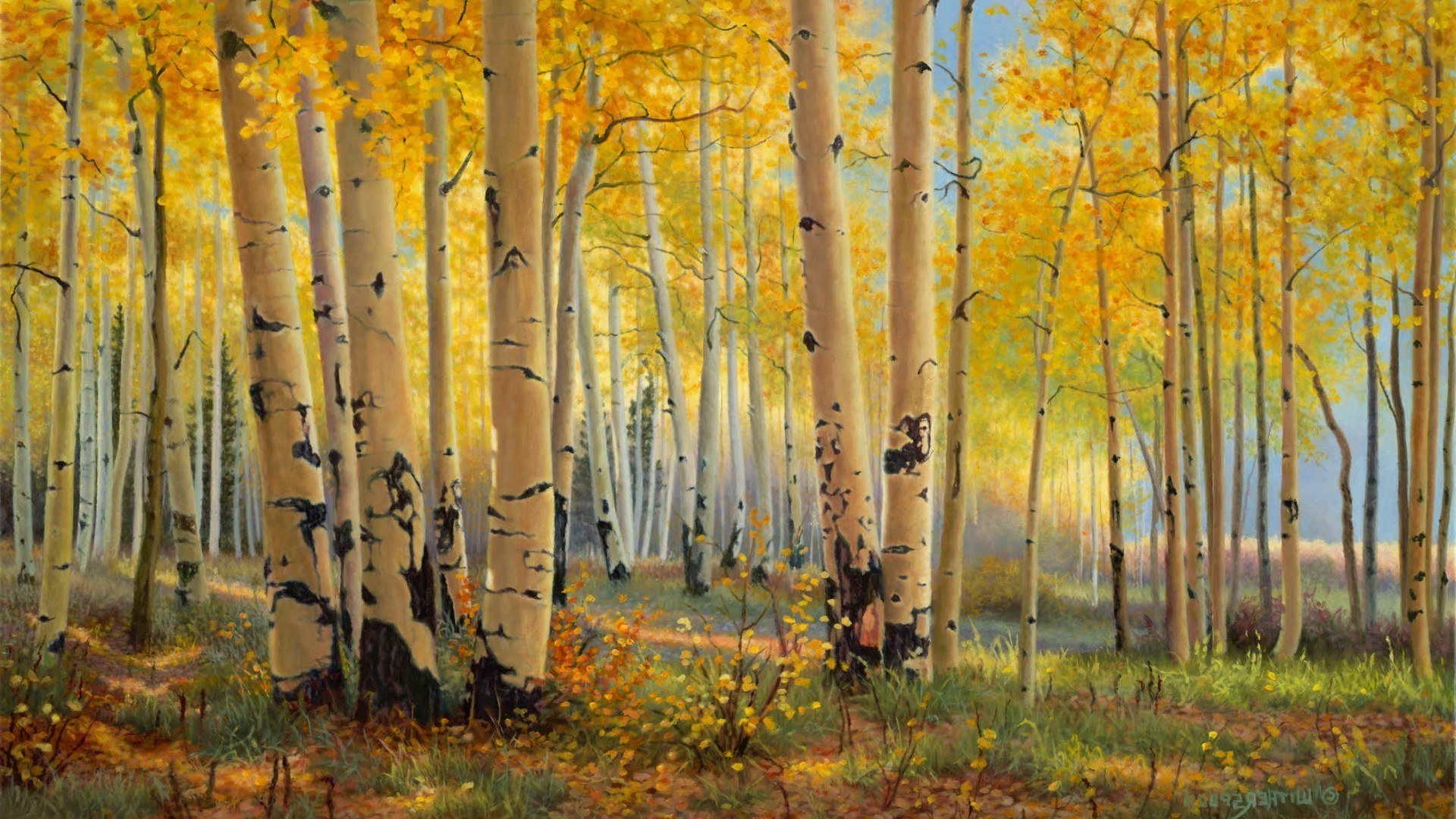 autumn fall leaf wood nature tree landscape season park dawn fair weather branch bright countryside scene gold lush scenery outdoors rural