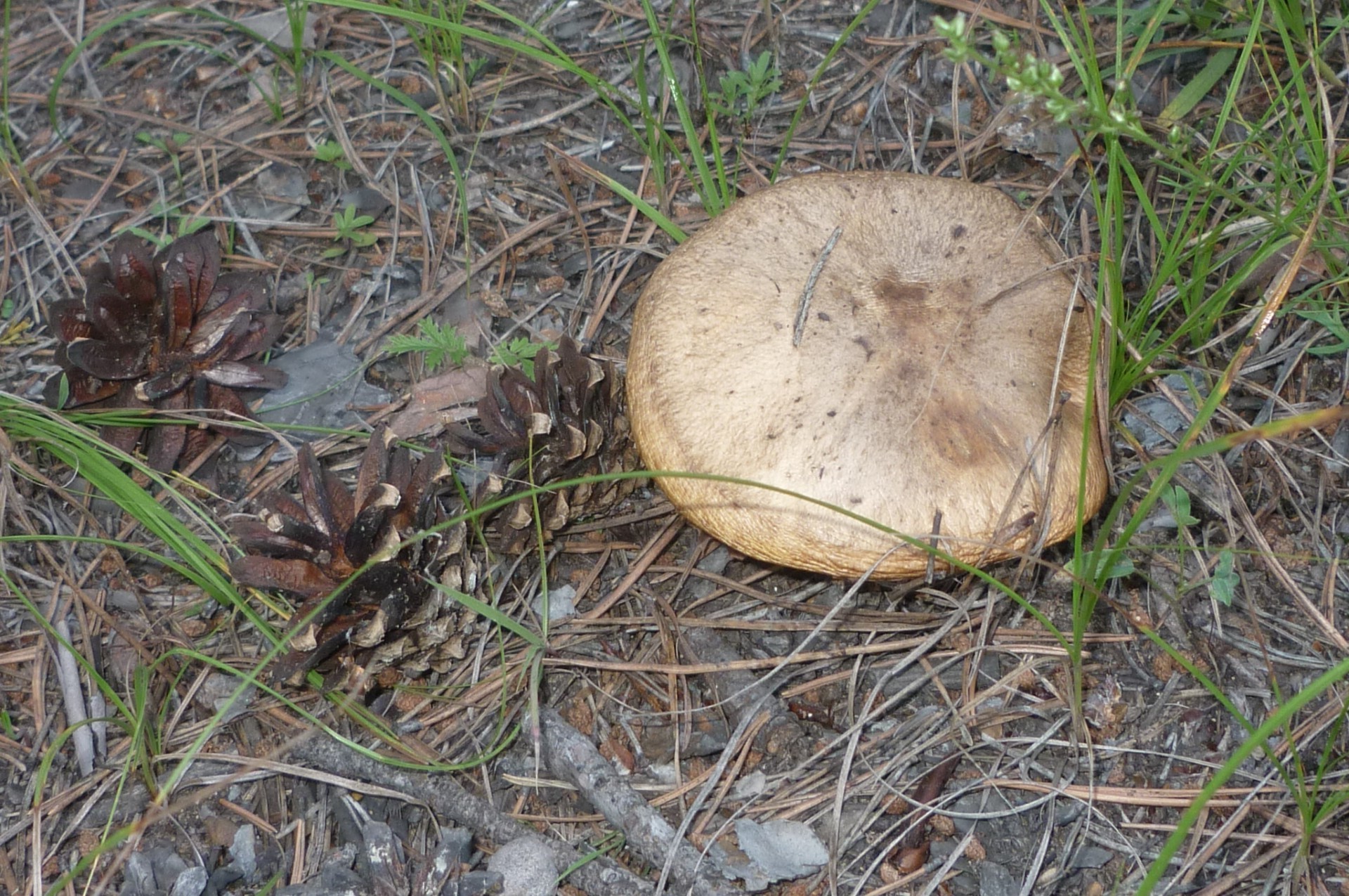 personal photo fungus mushroom nature wood food fall grass flora outdoors ground environment tree desktop boletus close-up leaf season