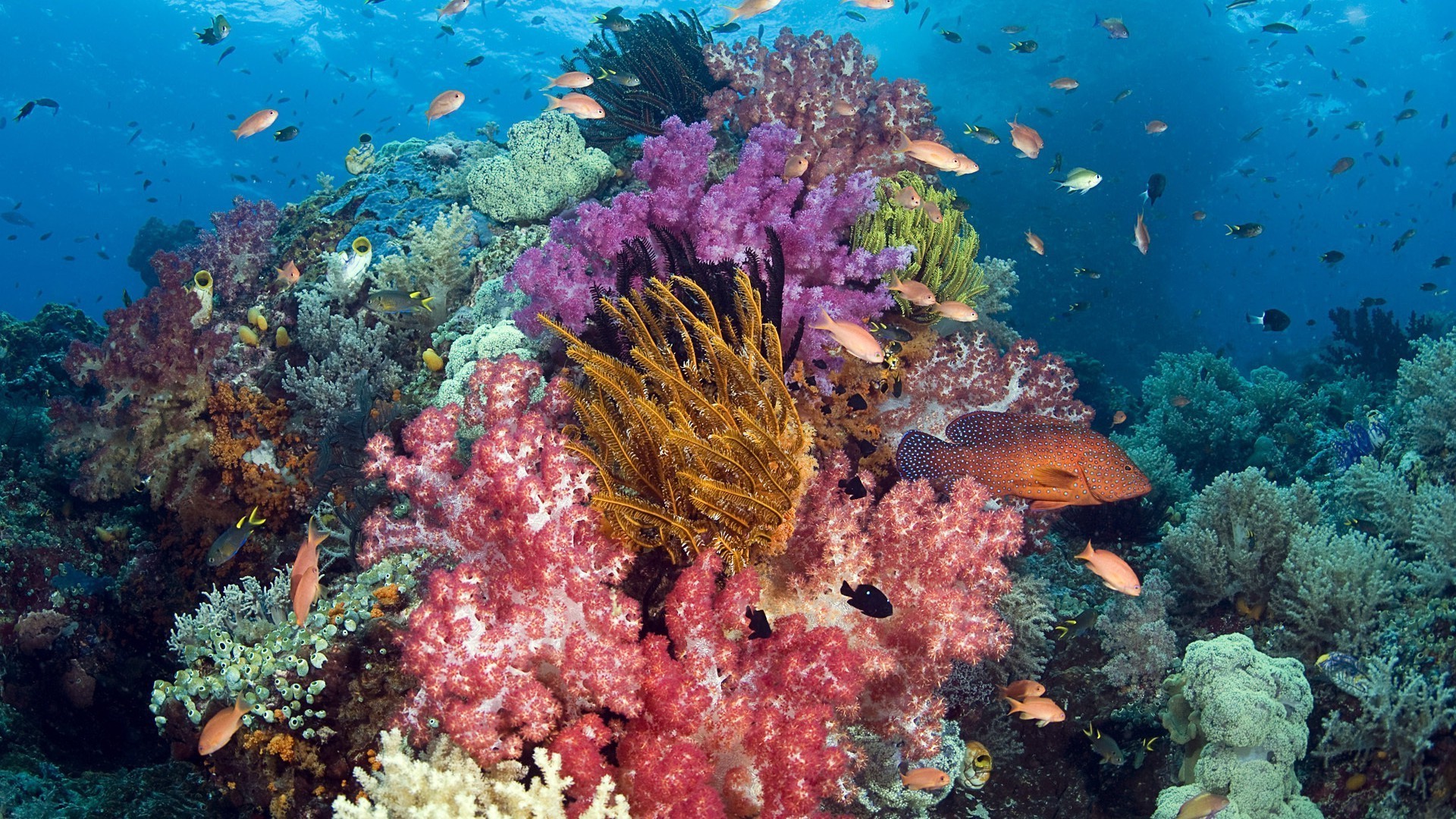 marine life underwater coral fish reef ocean tropical sea scuba water diving marine aquatic snorkeling exotic nature ecosystem submarine color seascape saltwater