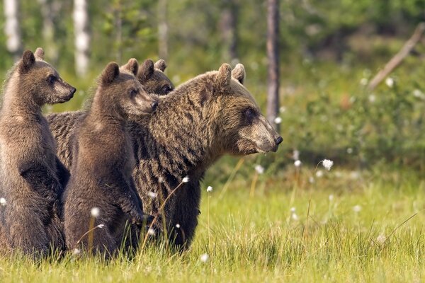 A bear and cubs walk on the grass in nature