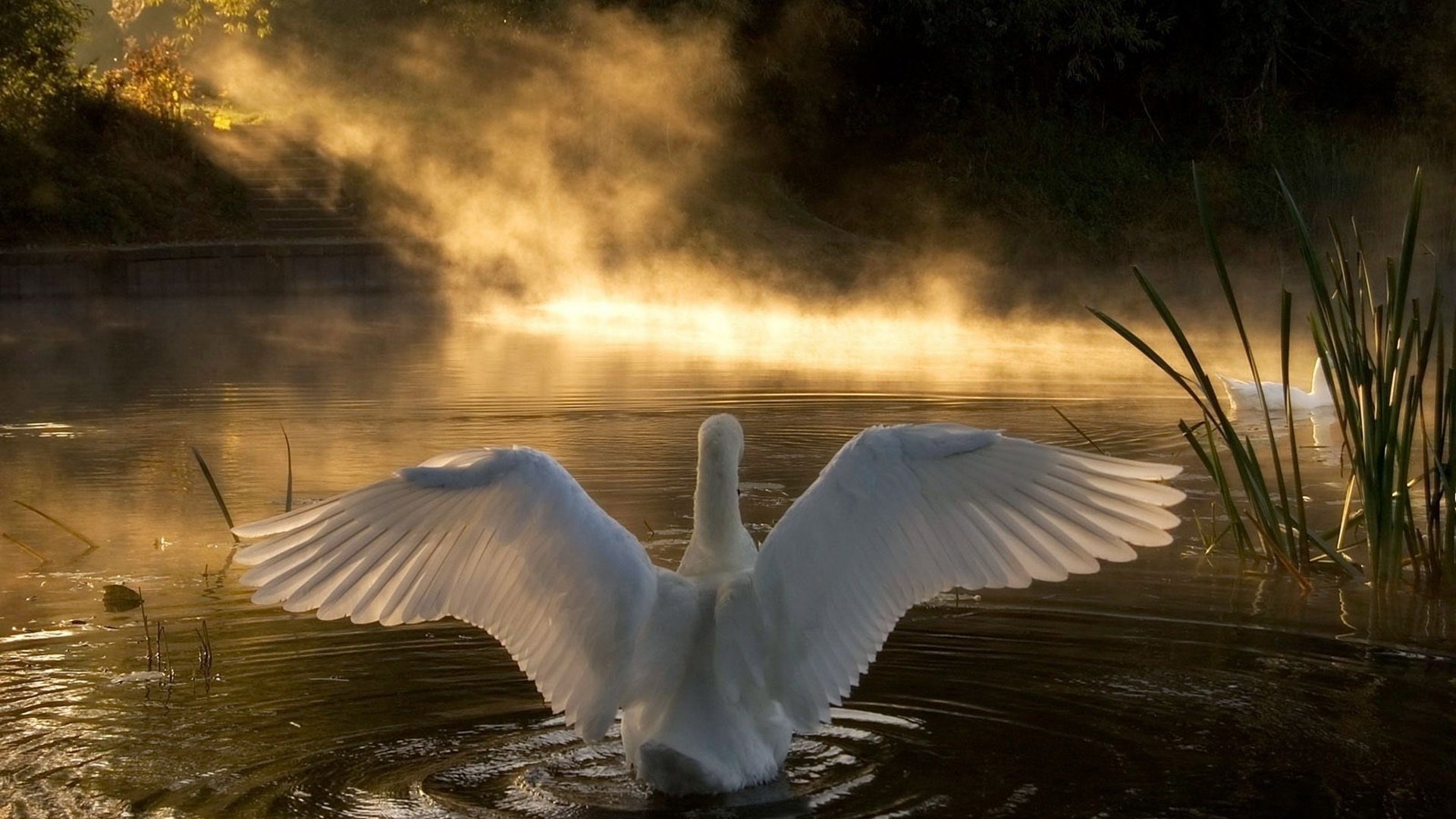animals water bird lake river outdoors nature swan reflection wildlife seagulls dawn landscape sunset pool