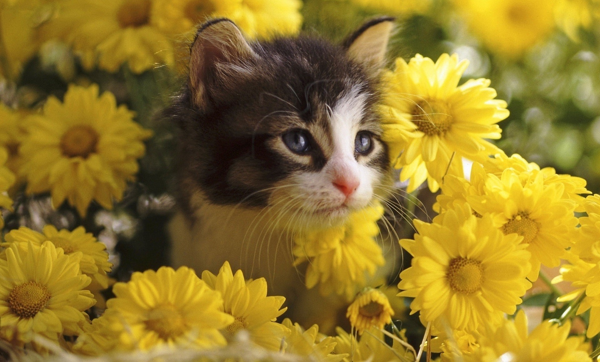 cats flower nature floral flora beautiful leaf bright bouquet summer color petal head blooming