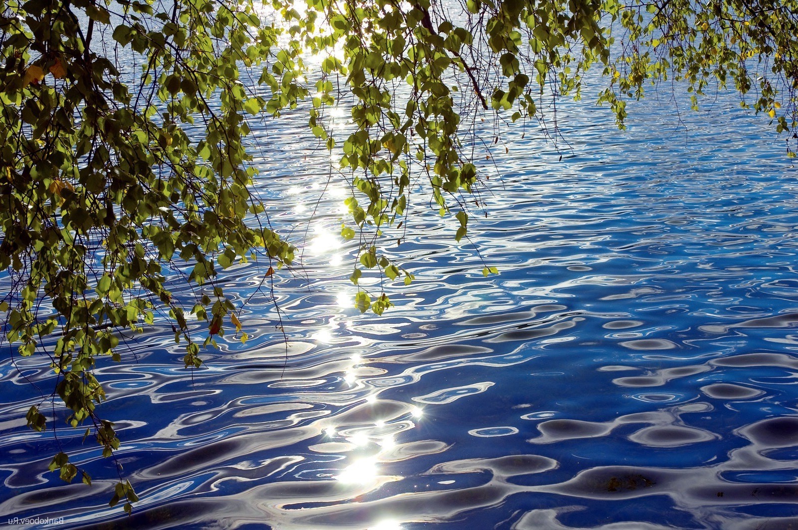 lake water nature reflection tree landscape outdoors wood summer leaf river fair weather season pool composure flora environment sky desktop