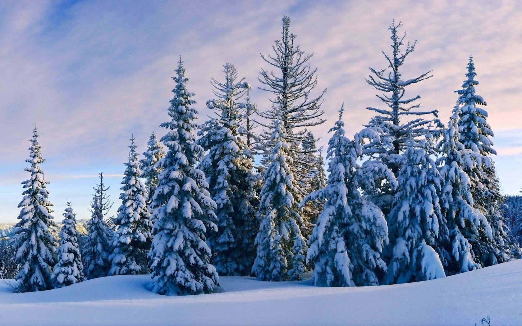 forest snow winter wood cold frost tree evergreen frozen landscape season scenic mountain conifer outdoors nature