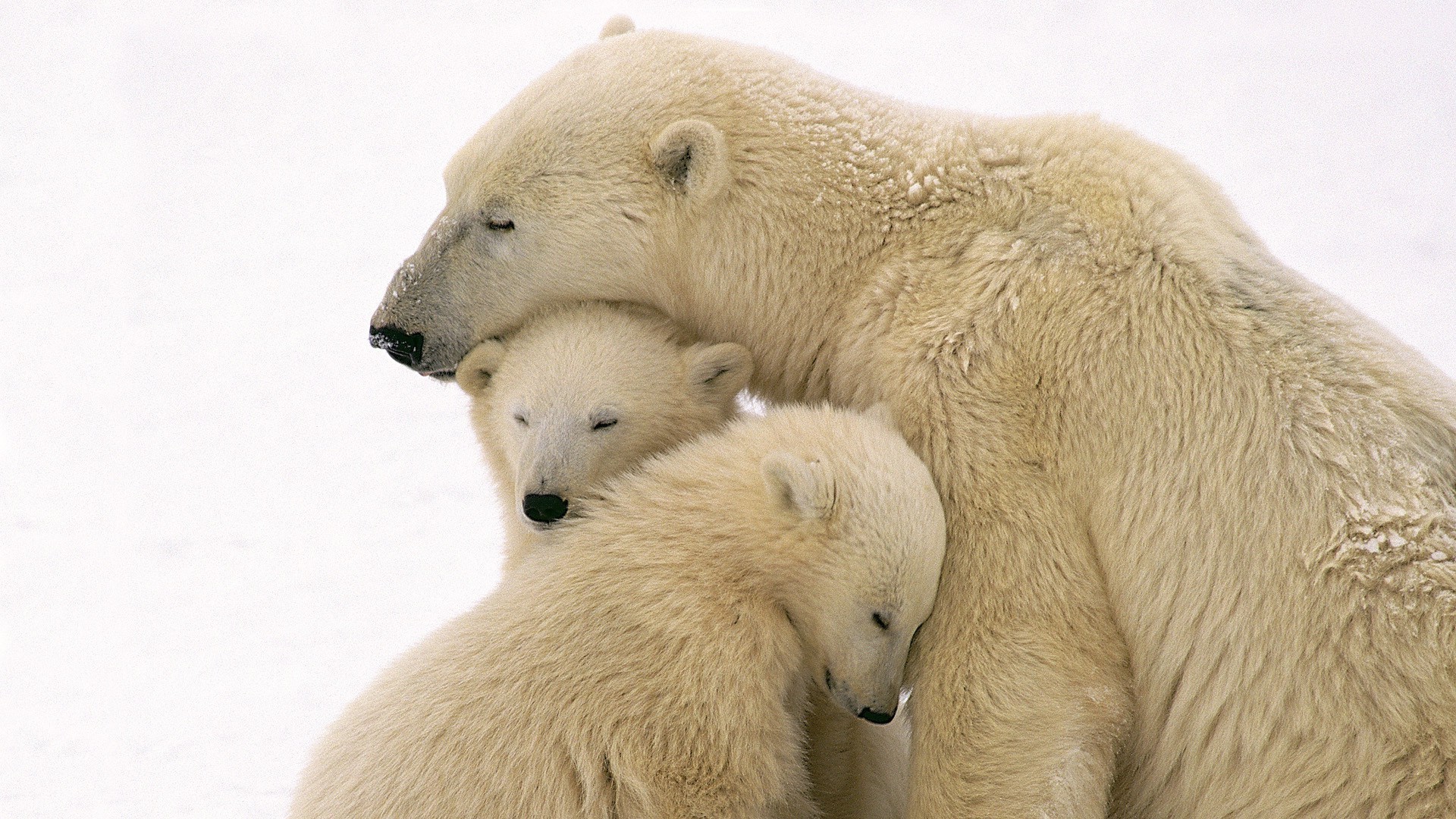bears mammal frosty wildlife animal nature polar cute