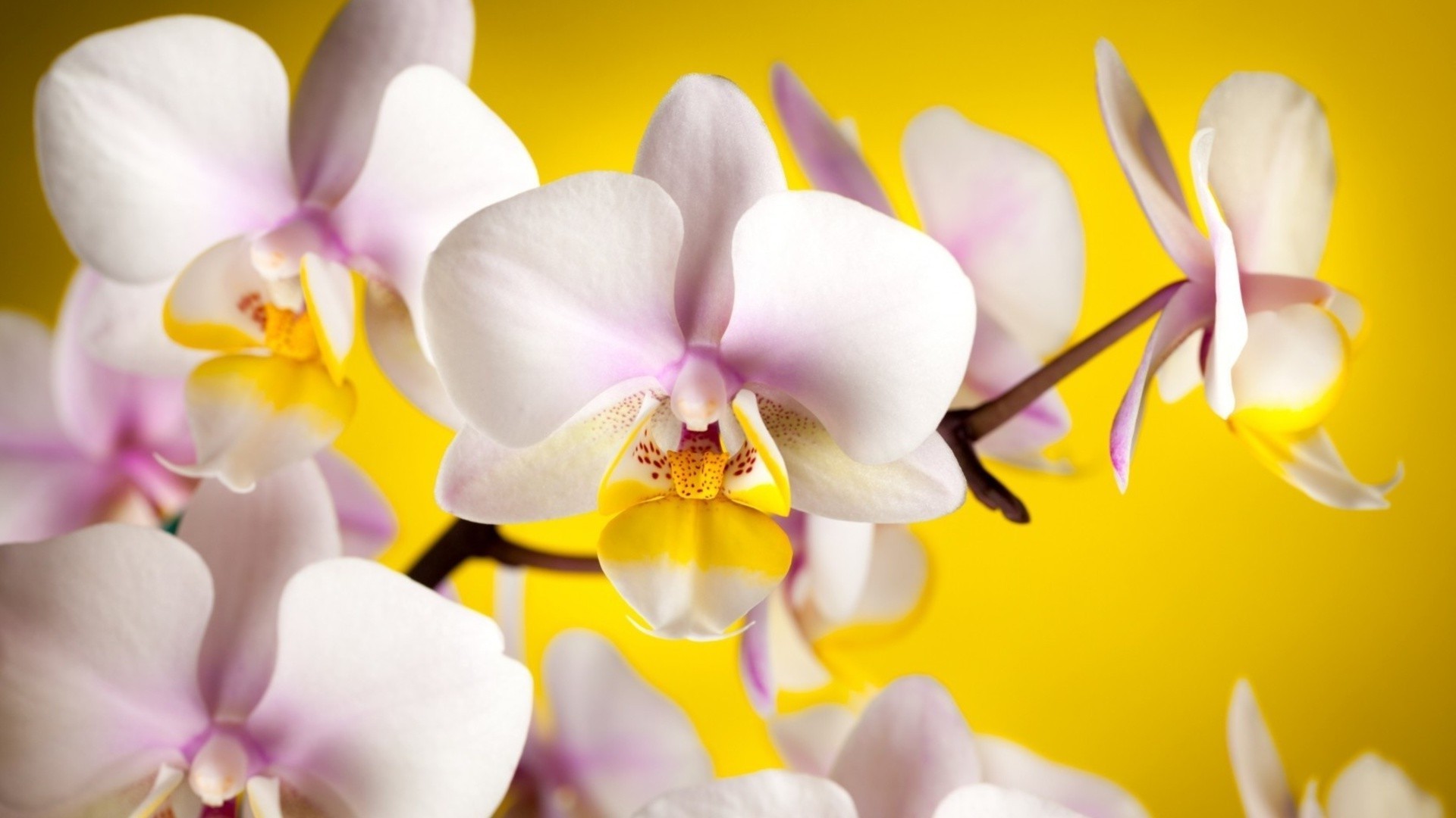 flowers flower orchids nature flora petal phalaenopsis tropical beautiful elegant exotic blooming floral aromatherapy bright romance delicate romantic branch leaf