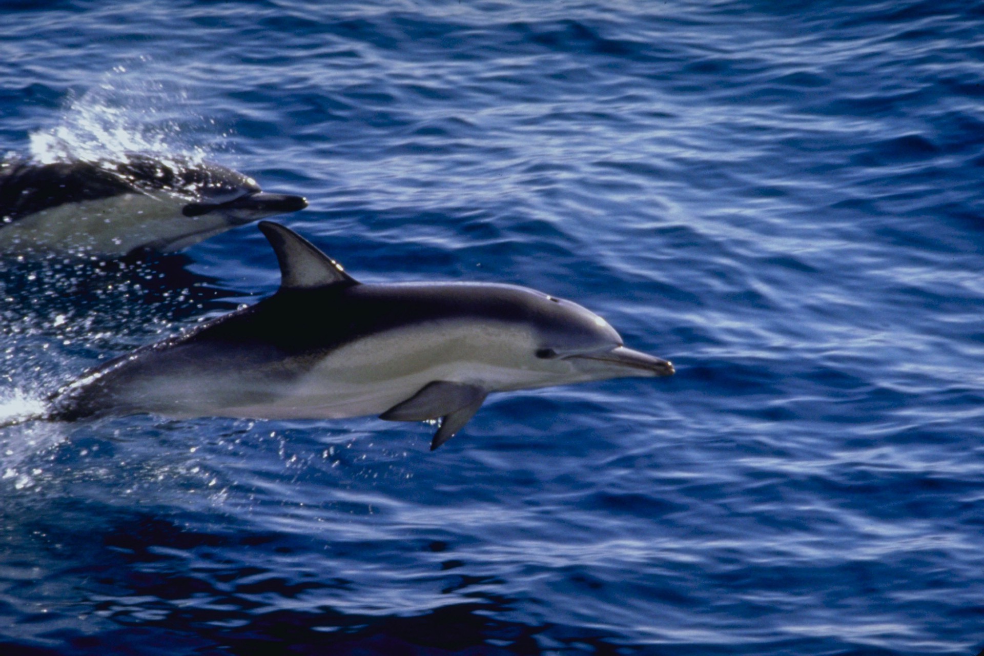 animals water ocean blower sea whale dolphin swimming marine nature fish underwater