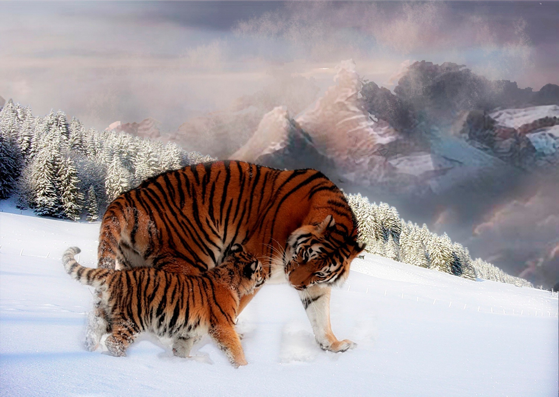 tigers snow winter cold ice nature