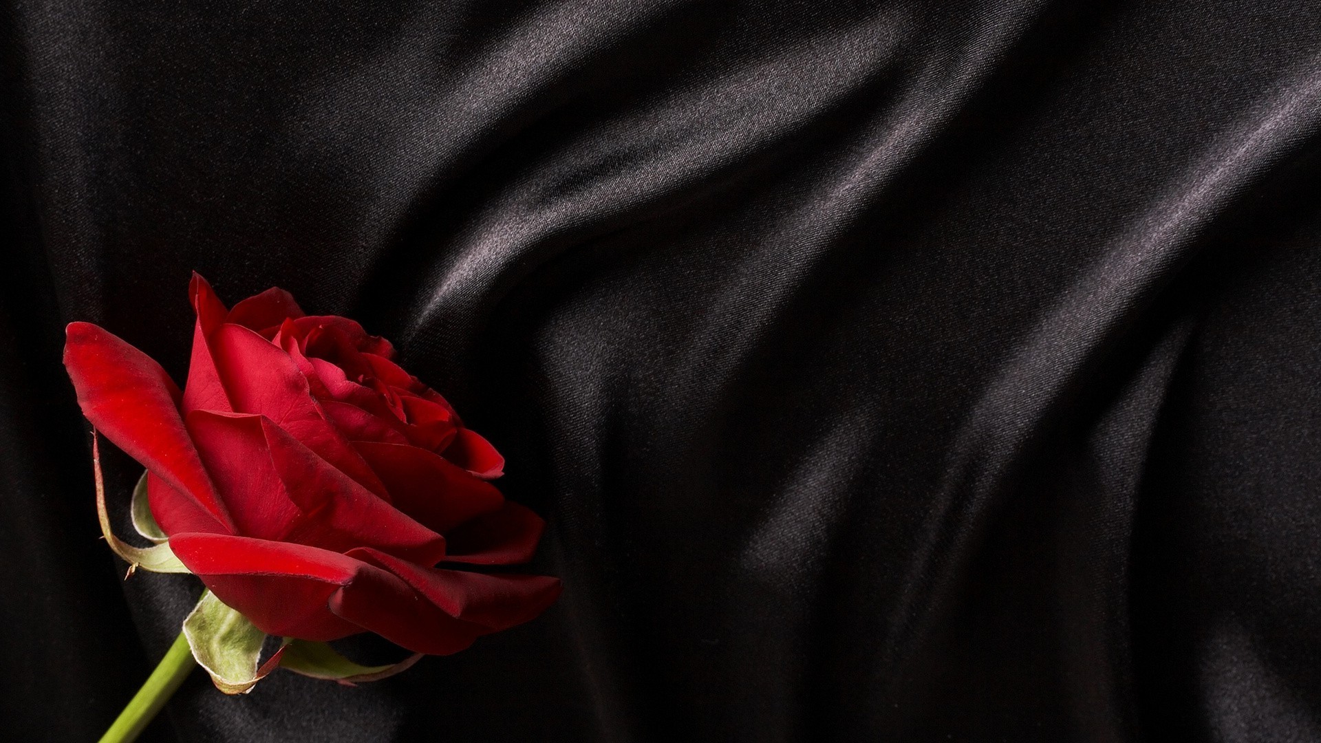 rose satin silk love delicate textile royalty wear romance fabric flower luxury velvet elegant