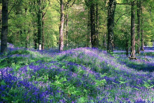 Summer landscape in the early morning in the forest