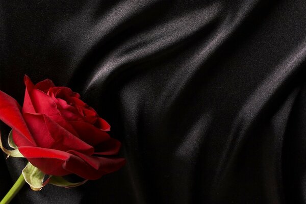 Red Rose on a black background