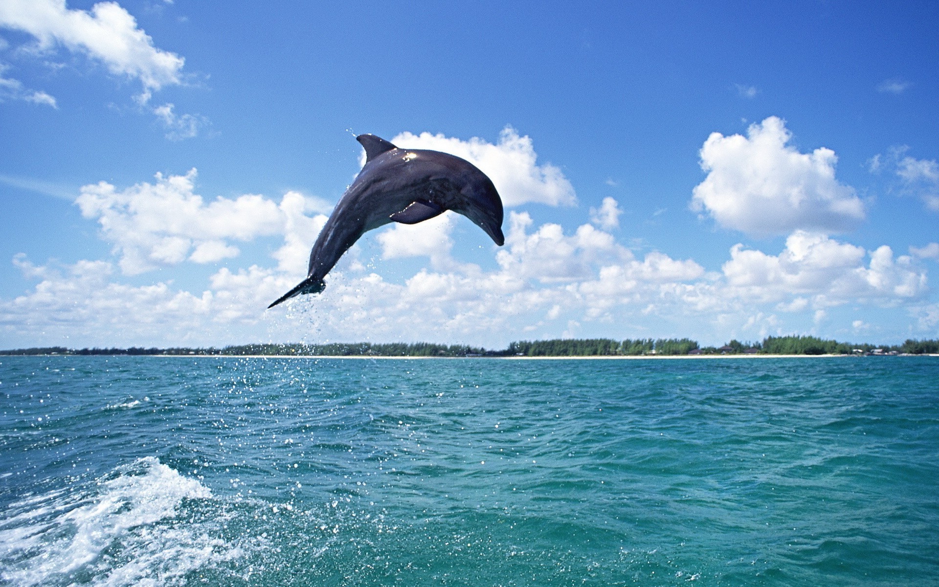 animals water sea nature ocean summer sky travel outdoors recreation tropical fair weather swimming