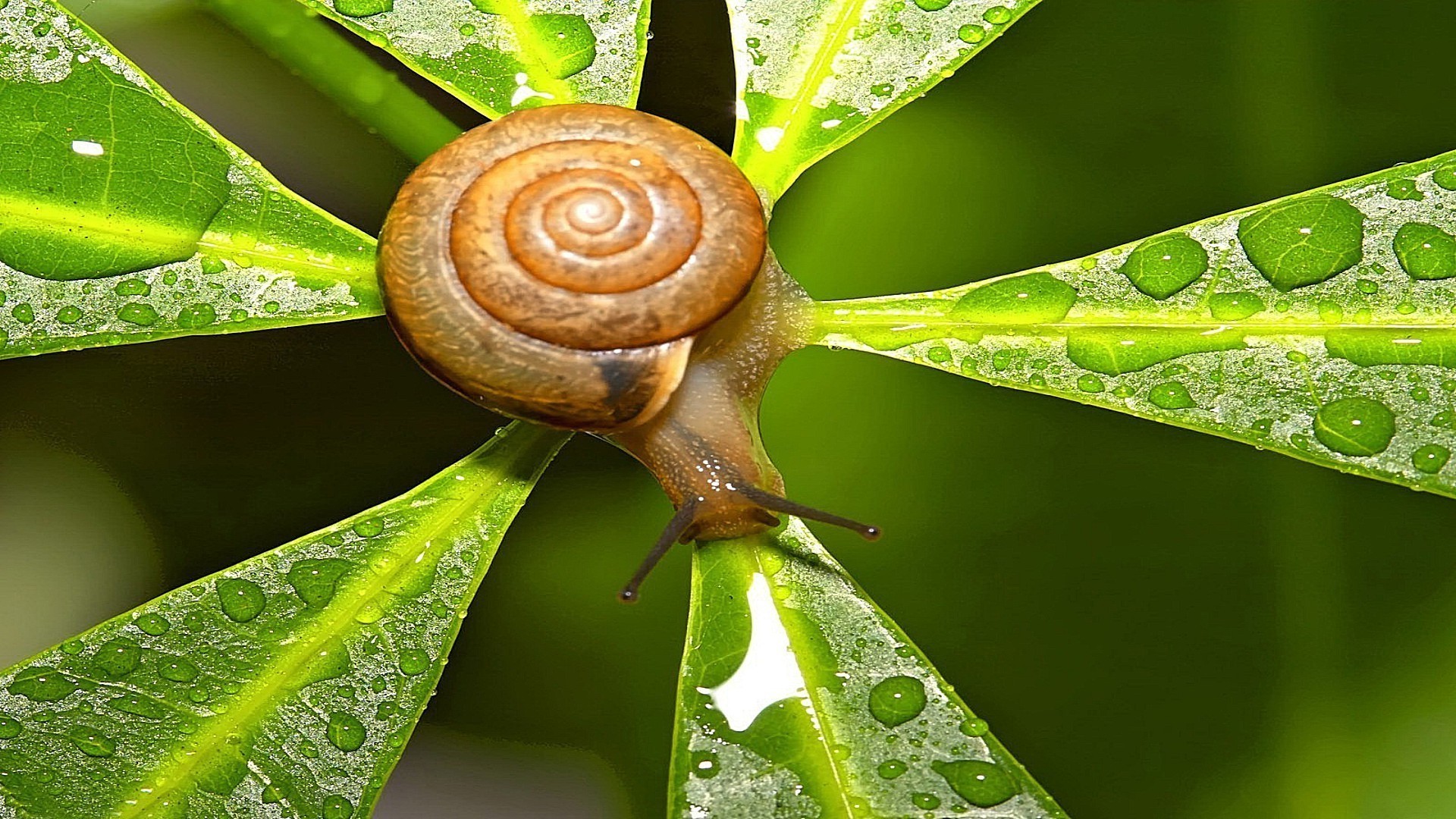 insects snail garden slimy slow gastropod nature leaf helix wet shellfish slug flora invertebrate slime dew rain spiral insect shell