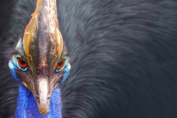 The piercing gaze of the cassowary bird