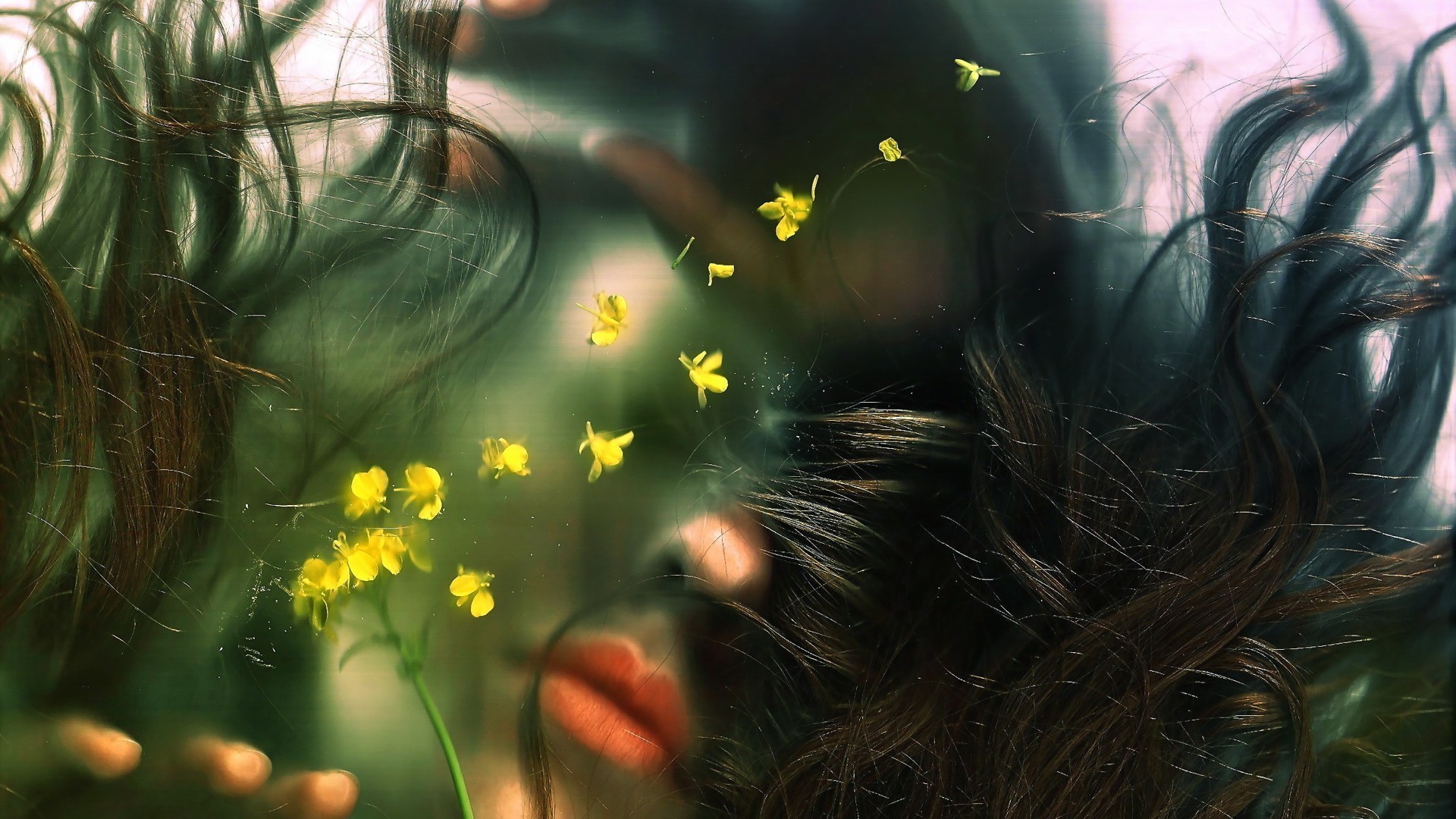 plants nature flower sun light color summer blur fair weather garden bright