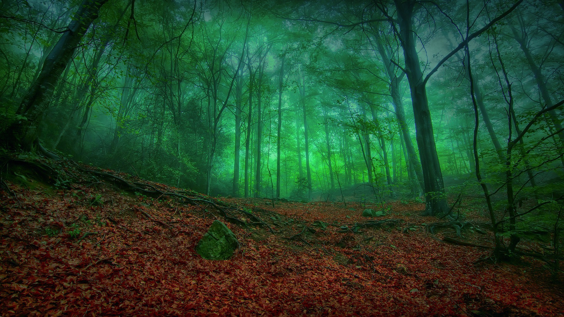 forest wood tree leaf landscape fall nature mist fog light sunbeam dawn mystery park backlit sun lush