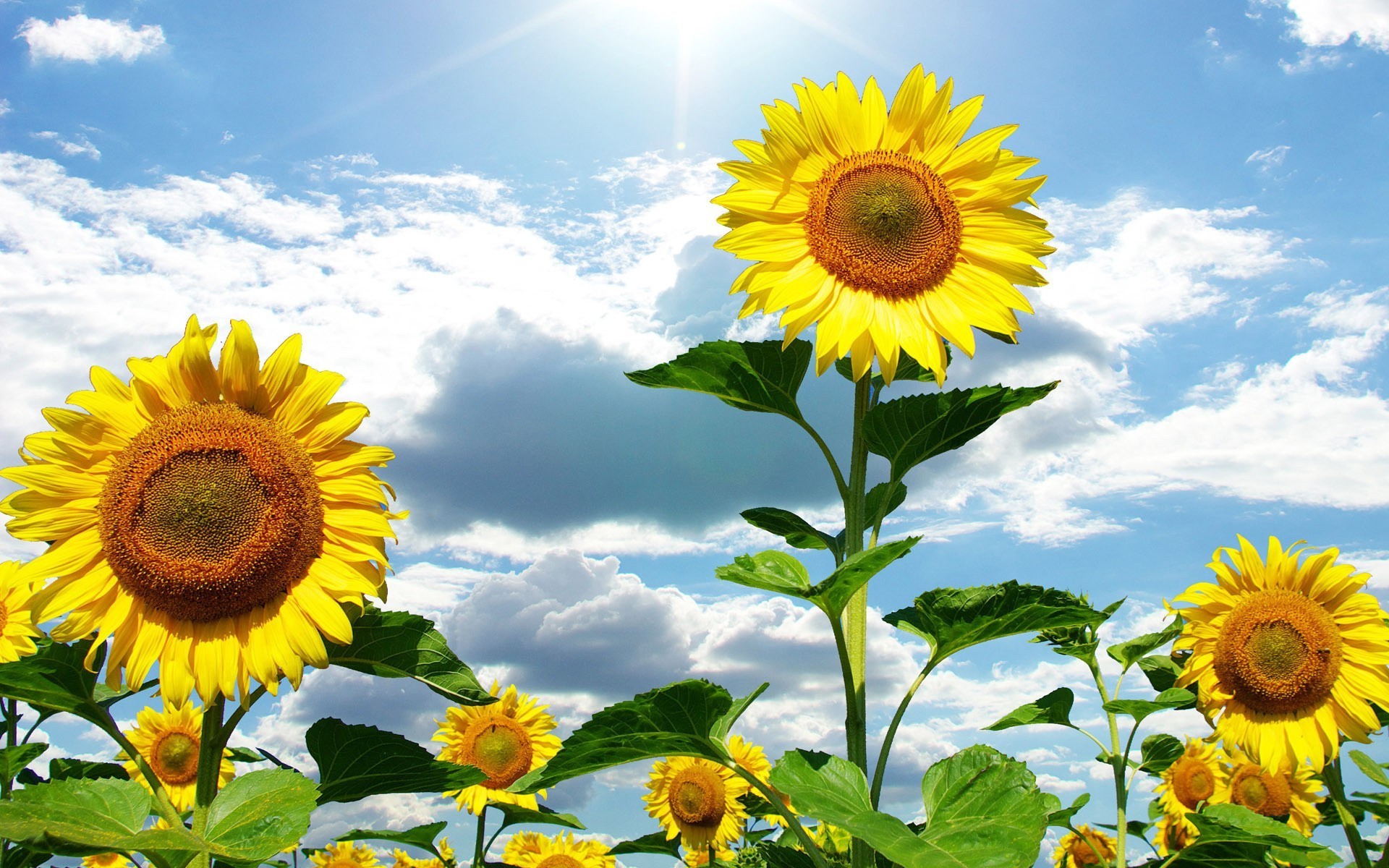 sunflowers sunflower summer nature flora flower sun leaf bright field growth fair weather sunny petal floral pollen garden rural hayfield beautiful