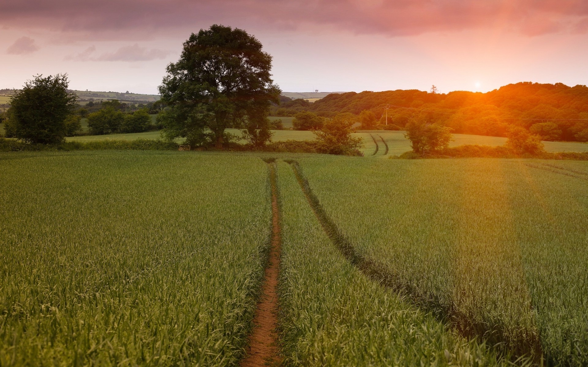 fields meadows and valleys landscape field sunset dawn agriculture rural countryside cropland nature sky farm country wheat sun outdoors grass hayfield tree evening