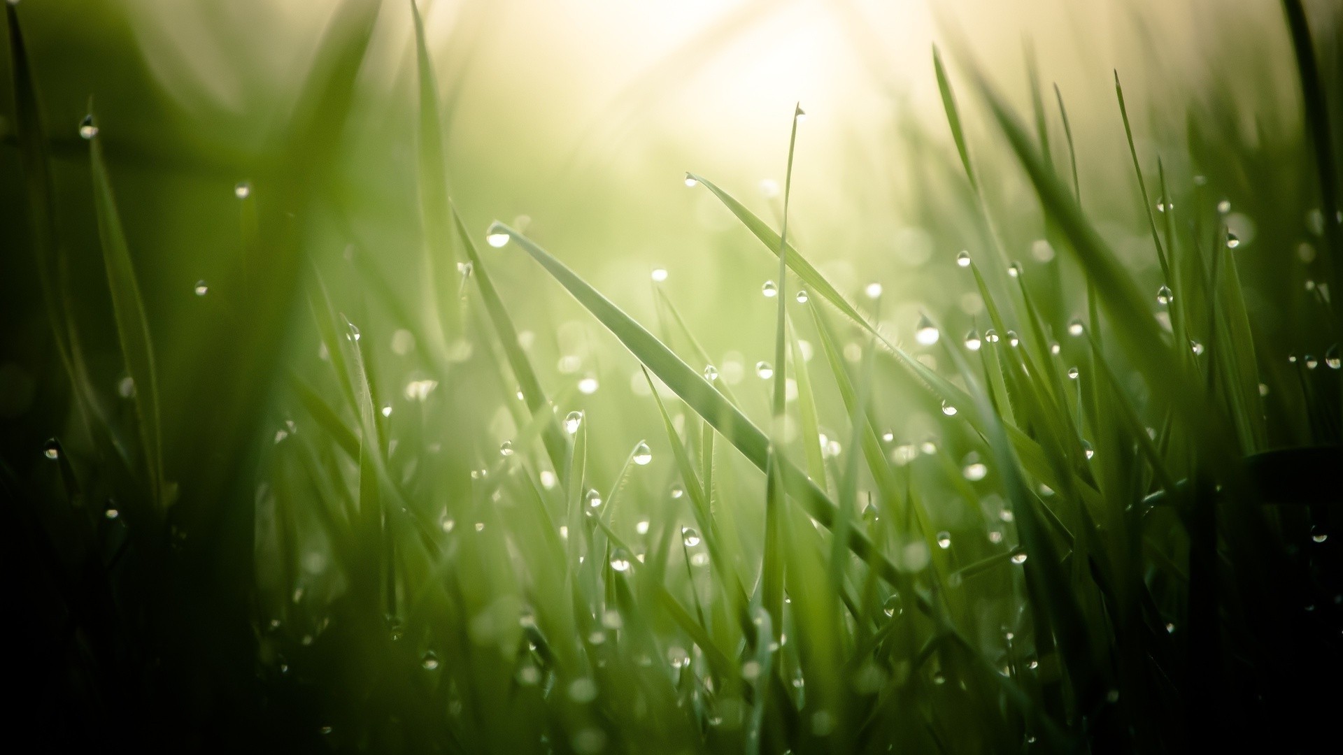 droplets and water grass dew leaf nature lawn summer garden lush growth flora rain drop sun bright hayfield dawn