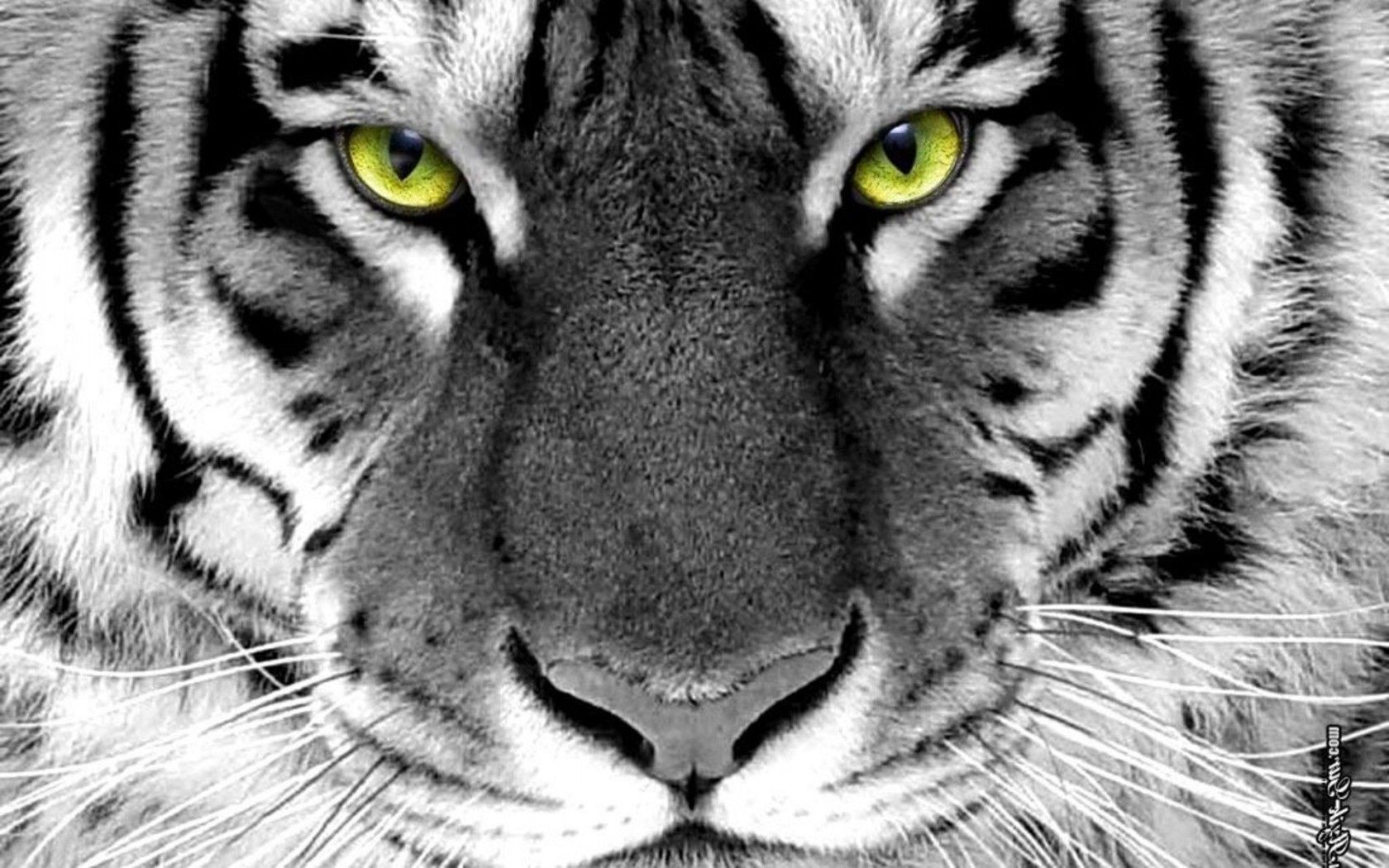 tigers cat tiger animal wildlife fur portrait mammal stripe predator zoo wild eye big siberian jungle staring carnivore hunter nature head