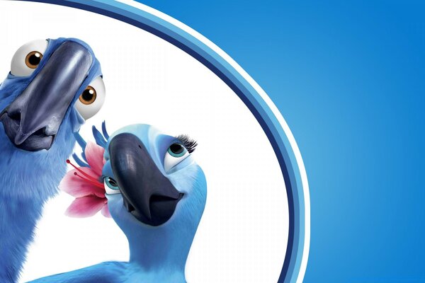 Funny loving couple of parrots
