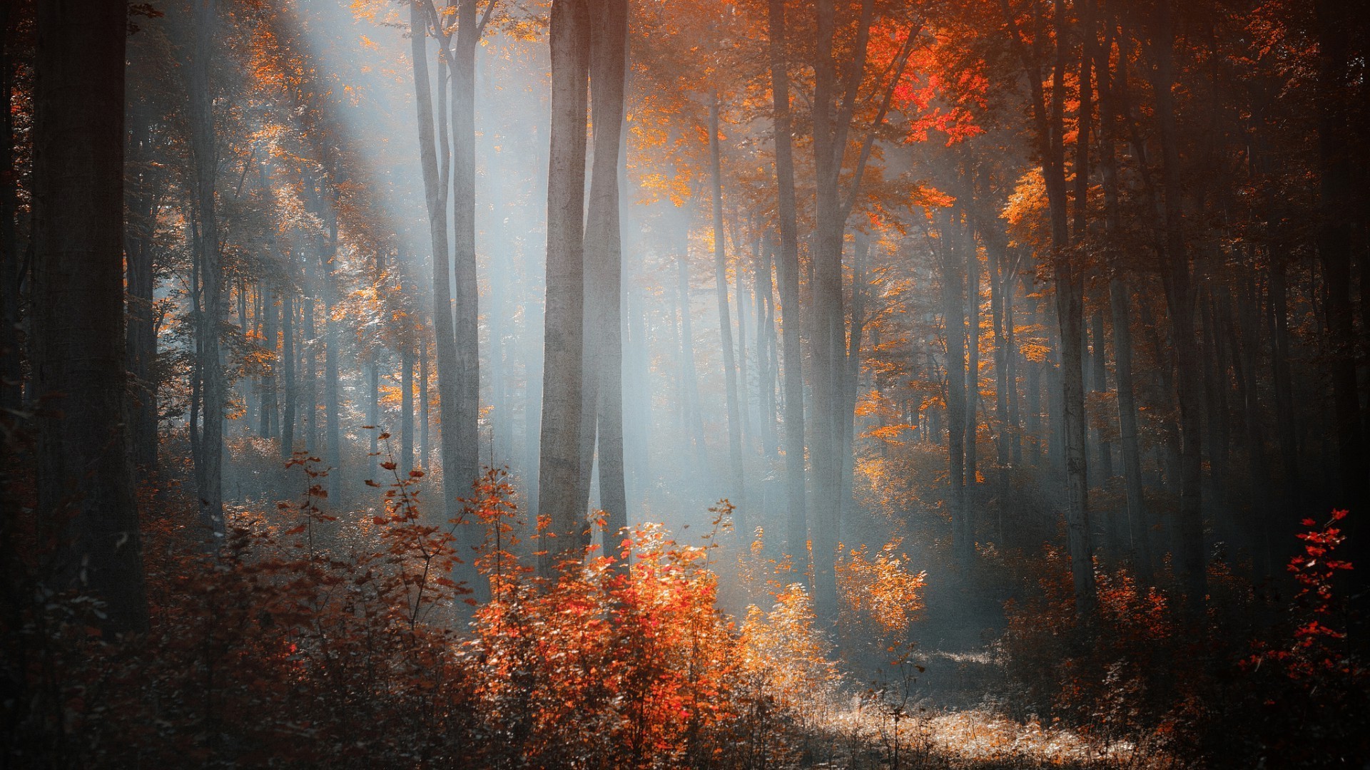 the sunset and sunrise fall fog leaf wood mist dark tree light nature