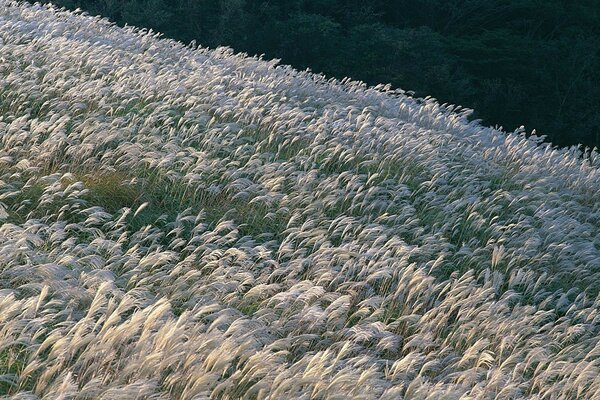 A field of flowers when the wind blows
