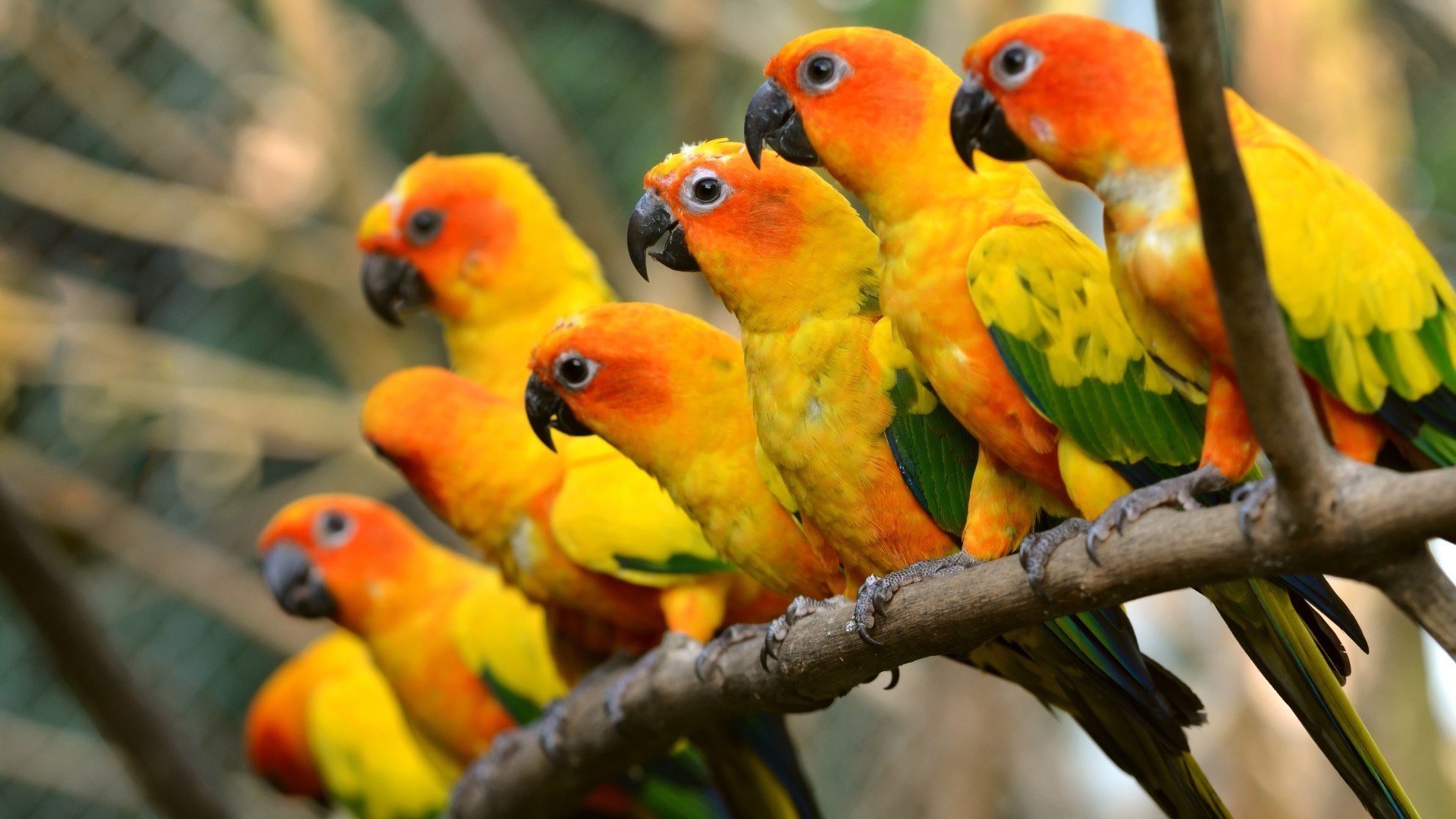 animals parrot bird macaw tropical parakeet zoo nature wildlife beak exotic avian