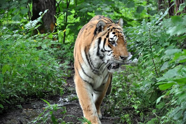 The tiger is alone in nature