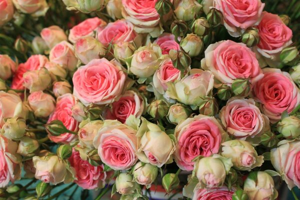 Bouquet of beautiful rose flower row