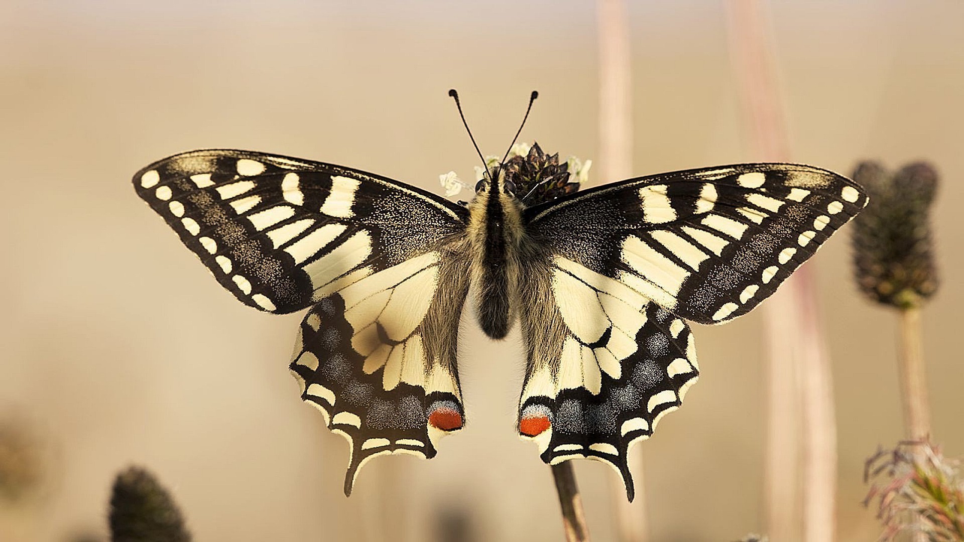 animals butterfly insect nature wing wildlife animal lepidoptera summer moth fly outdoors flight invertebrate beautiful delicate monarch antenna